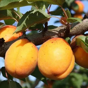 Apricot Goldcot