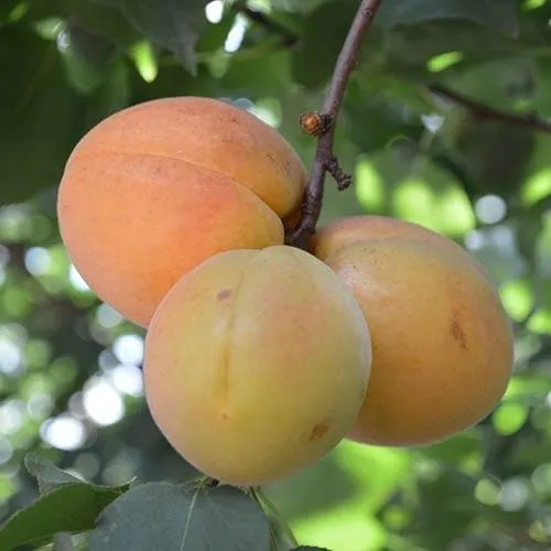 Apricot Goldcot