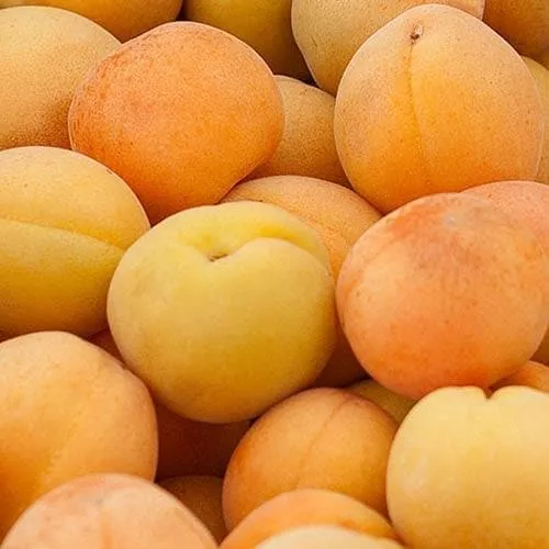 Apricot Goldcot